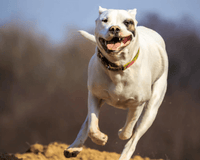 Large white dog running in the park off the lead