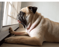 Dog waiting alone at the door