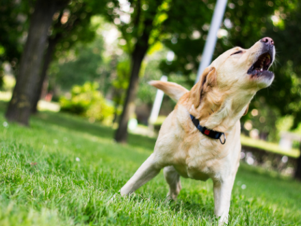 Best bark collar for labrador best sale