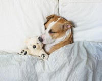 Small white dog laying in bed asleep