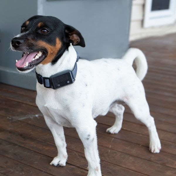 What is the Best Bark Collar for Small Dogs?