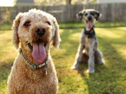 How to Use a Bark Collar