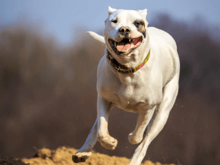 Large white dog running in the park off the lead