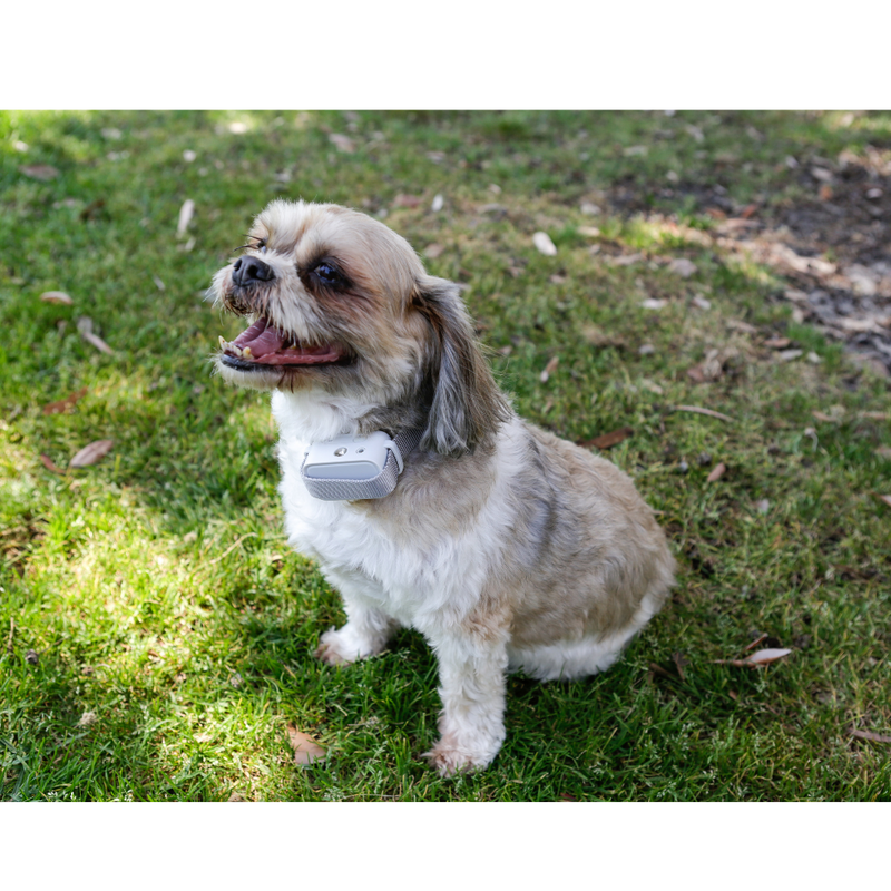 Dog Wearing Static Shock Collar