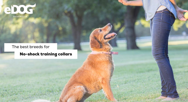 Top training clearance collars