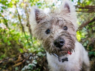 Fence to stop dog digging best sale