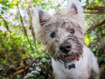 dog who has been digging under fence