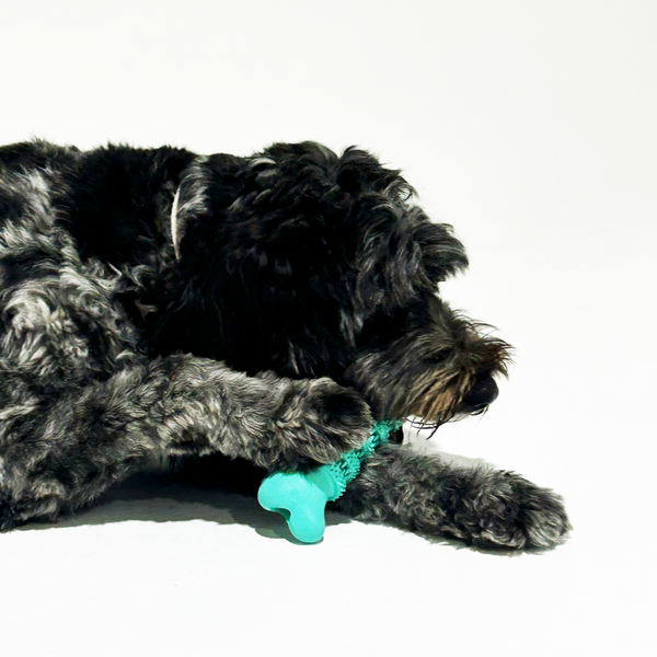 Step-by-Step: How to Cut Dog Nails at Home (Without the Stress!)