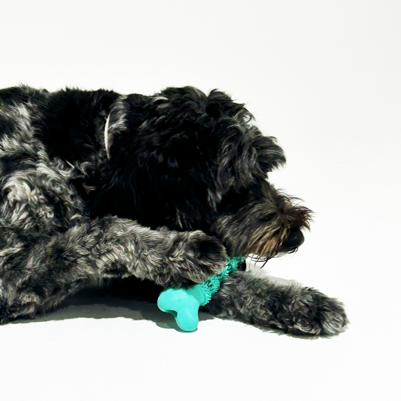 Step-by-Step: How to Cut Dog Nails at Home (Without the Stress!)