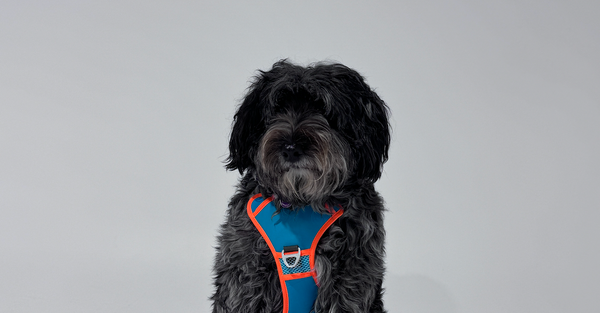 How to Put on a Dog Harness