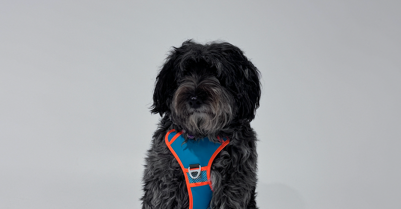How to Put on a Dog Harness