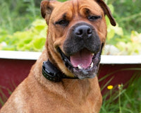 Large Brown Dog Wearing Training Collar