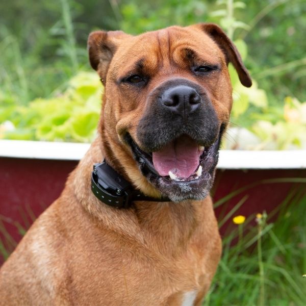Large Brown Dog Wearing Training Collar