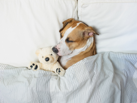 Small white dog laying in bed asleep