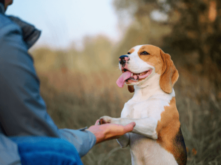  Beagle standing on its back legs, shaking its paw and smiling