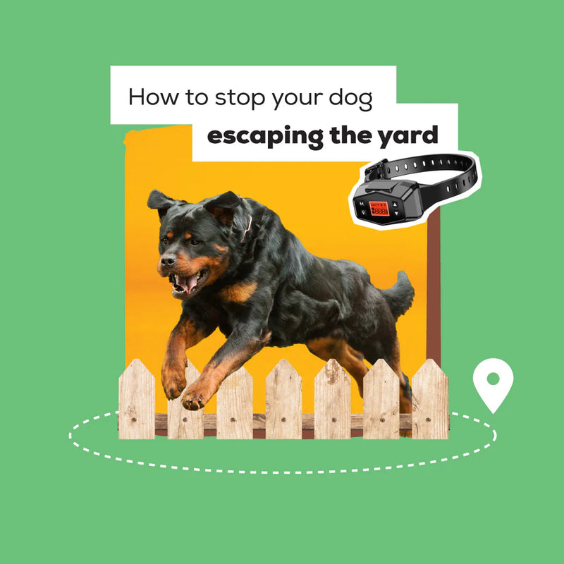 how to stop your dog escaping