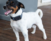 A small dog, Jack Russell wearing training collar