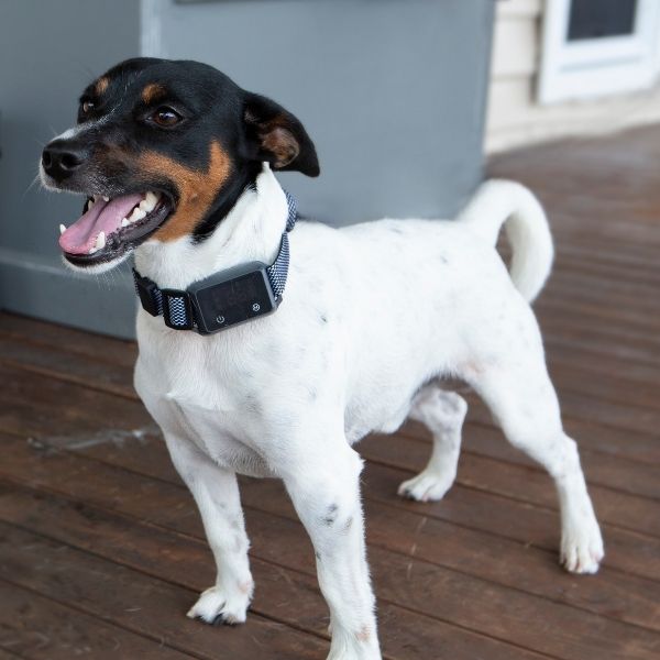 A small dog, Jack Russell wearing training collar