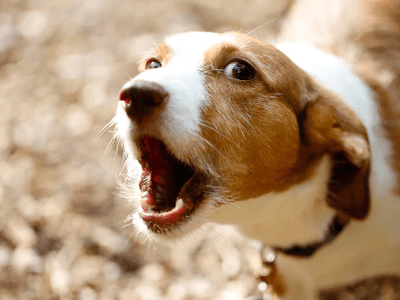 E collar aggressive dog clearance