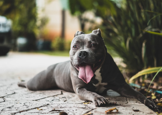 e Collars for Dogs | Dog Training Tools | eDog NZ