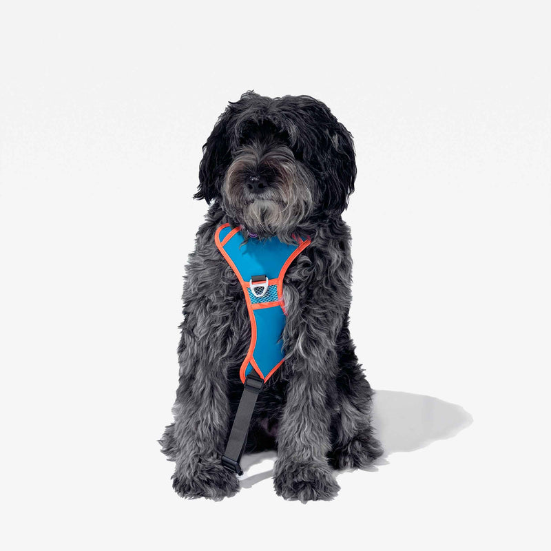 2-in-1 No Pull Dog Harness & Dog Leash