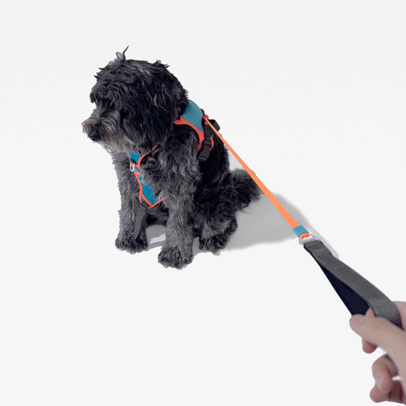 2-in-1 No Pull Dog Harness & Dog Leash