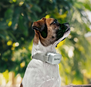 Bark collar for shops great dane