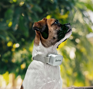 High voltage dog collar online