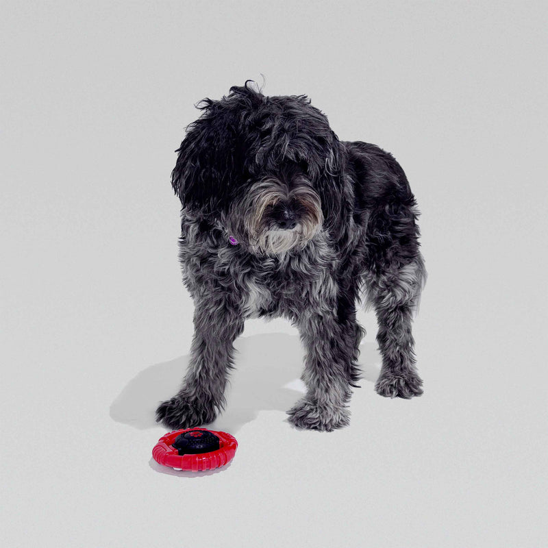 Ultra-Durable Steering Wheel Dog Toy