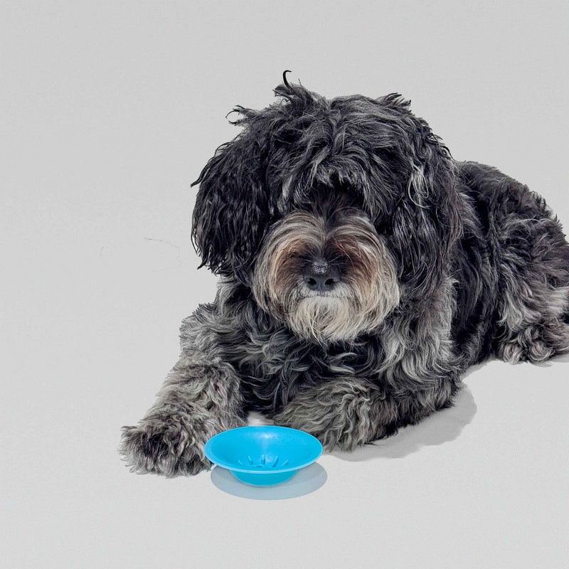 Slow Feeder Dog Bowl