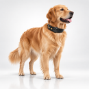 FRED Leather Tracker Collar