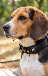 FRED Leather Tracker Collar