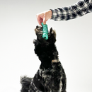 dog happily chewing on the Rubber Dental Bone, enjoying the durable material and dental benefits