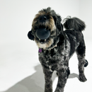 Medium-sized dog chewing on a K9 rubber chew toy, enjoying the tough and durable design perfect for strong jaws