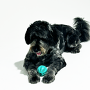 Large dog playing with the K9 Dental Bounce Treat Ball, enjoying the challenge of retrieving treats while promoting oral hygiene