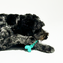 Medium-sized dog happily chewing on a dental toy from the K9 Bundle in a grassy yard - Encourages healthy chewing habits