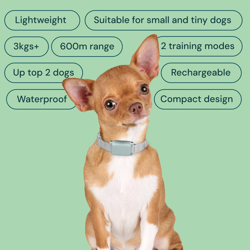 Dog wearing the Pet Stop containment collar with the product features