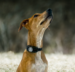 Citronella remote shops dog collar