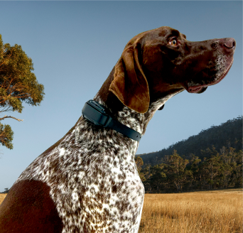 Dog e fence clearance