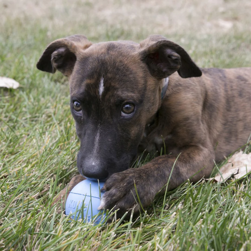 KONG PUPPY BALL SMALL