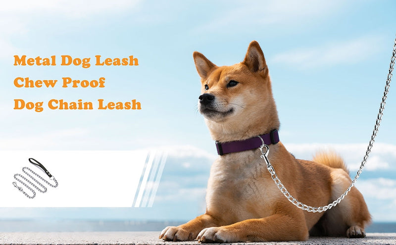 dog wearing heavy duty chain leash