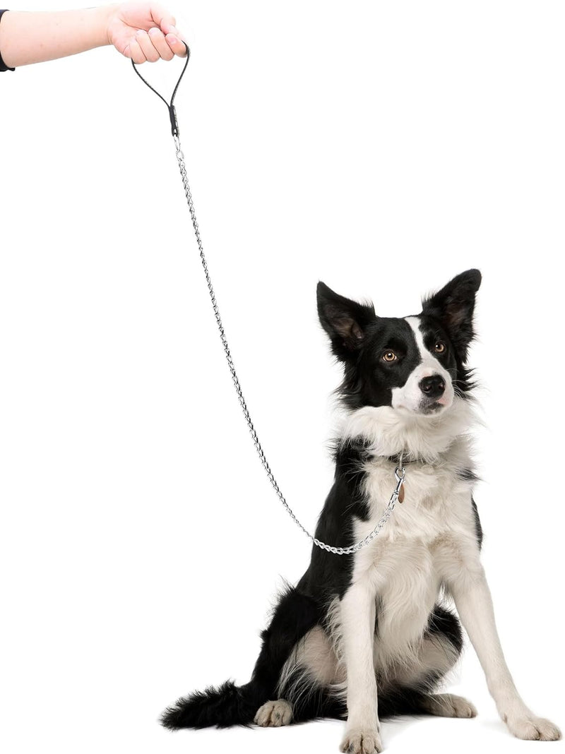 dog wearing metal chain leash