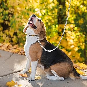 dog wearing metal chain leash