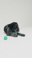 Pet owner holding the Rubber Dental Bone, highlighting its large size and easy-to-grip design for interactive play.