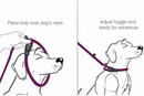 instruction on how to use dog leash
